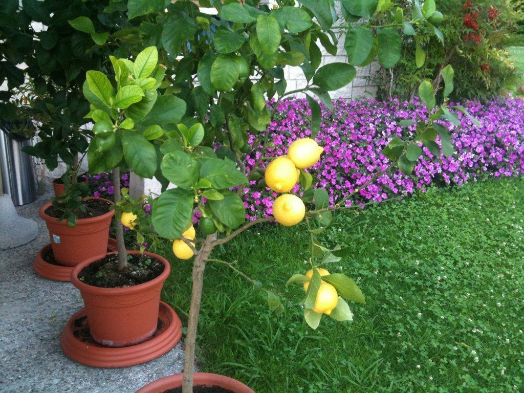 Bed and Breakfast Torre Degli Ulivi Tignale Exterior foto